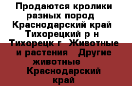 Продаются кролики разных пород - Краснодарский край, Тихорецкий р-н, Тихорецк г. Животные и растения » Другие животные   . Краснодарский край